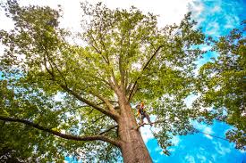 How Our Tree Care Process Works  in  Breckenridge Hills, MO