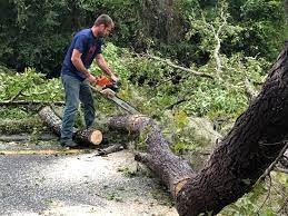 Best Hazardous Tree Removal  in Breckenridge Hills, MO