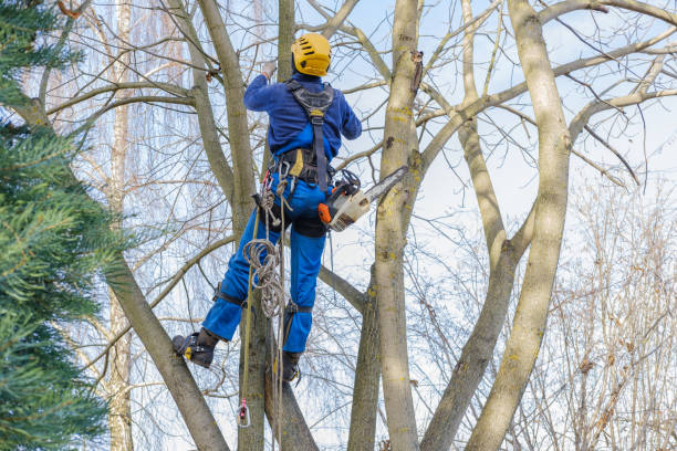 Best Tree Preservation Services  in Breckenridge Hills, MO