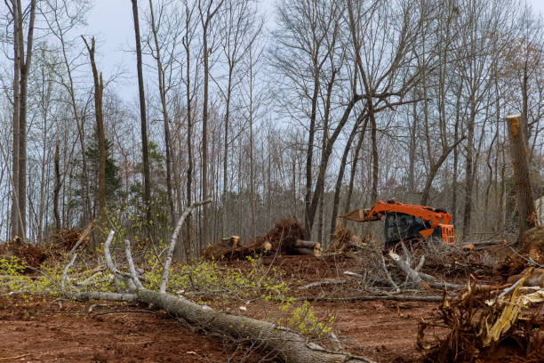 Best Tree Trimming and Pruning  in Breckenridge Hills, MO