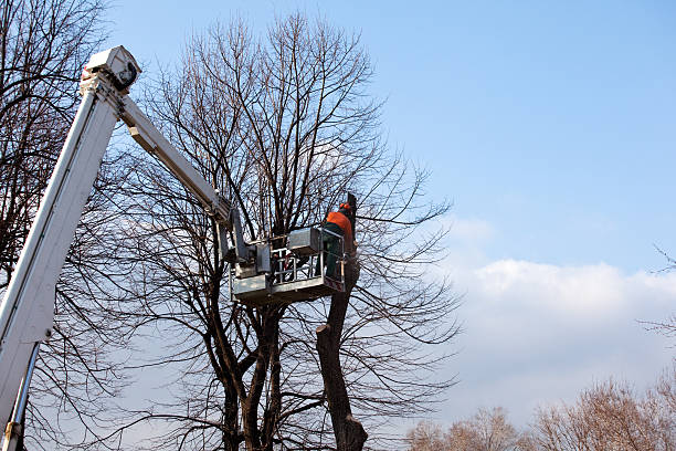 Best Tree Maintenance Programs  in Breckenridge Hills, MO