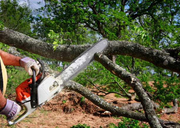 Best Root Management and Removal  in Breckenridge Hills, MO